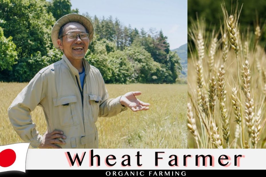 Can Organic Wheat Farming Save Japan’s Dying Villages?  | Farmers Supporting Bread in Japan