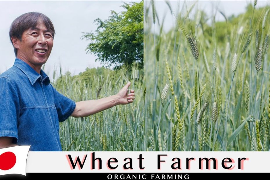 The one and only wheat grown, loved by bakers all over Japan - Part 1 | Japan's bread culture