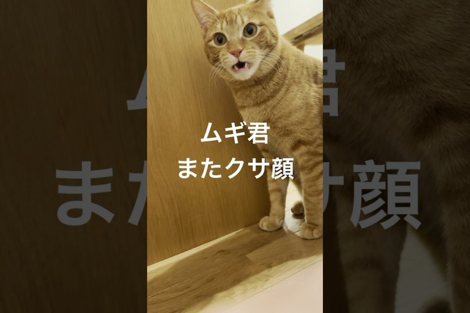 #猫との暮らし