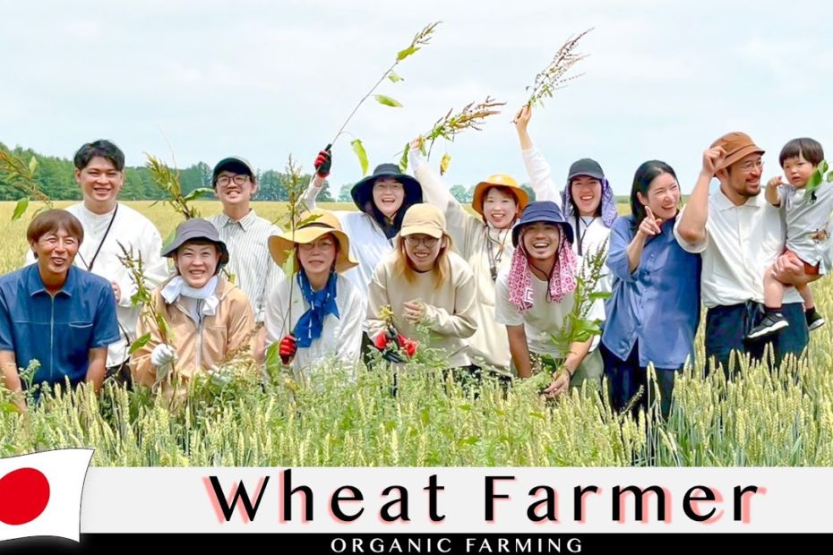 The Story of Prayer Wheat in Japan: A Farmer’s 7-Year Journey to a Miracle Grain for Bread